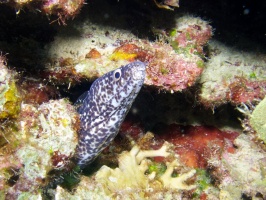 Spotted Moray Eel IMG 5536